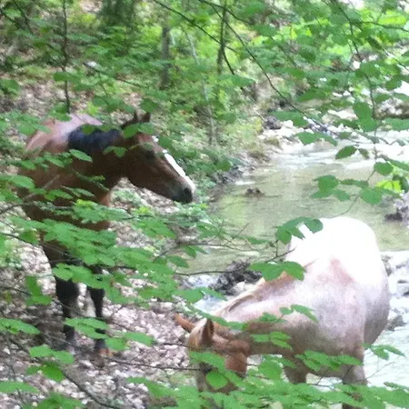 Гостевой дом Domaine D'angouire